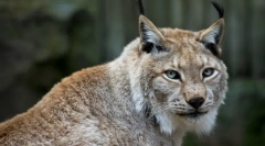Lynx obișnuit (lynx eurasian)